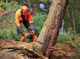 Best Storm Damage Tree Cleanup  in Sunnyvale, CA