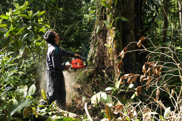 Best Emergency Tree Removal  in Sunnyvale, CA