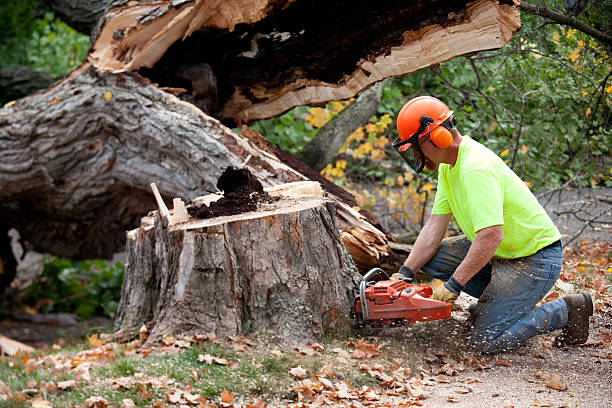 Best Tree Health Inspection  in Sunnyvale, CA