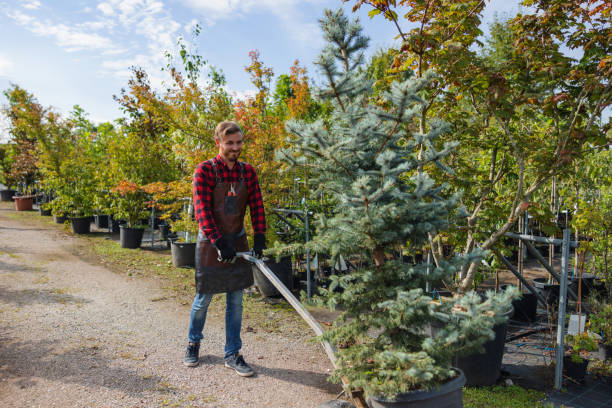 Best Hazardous Tree Removal  in Sunnyvale, CA