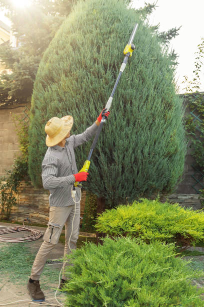 Best Lawn Disease Treatment  in Sunnyvale, CA